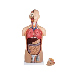 דגם טורסו אנטומי עם גב פתוח 27 חלקים (Open Back Torso)