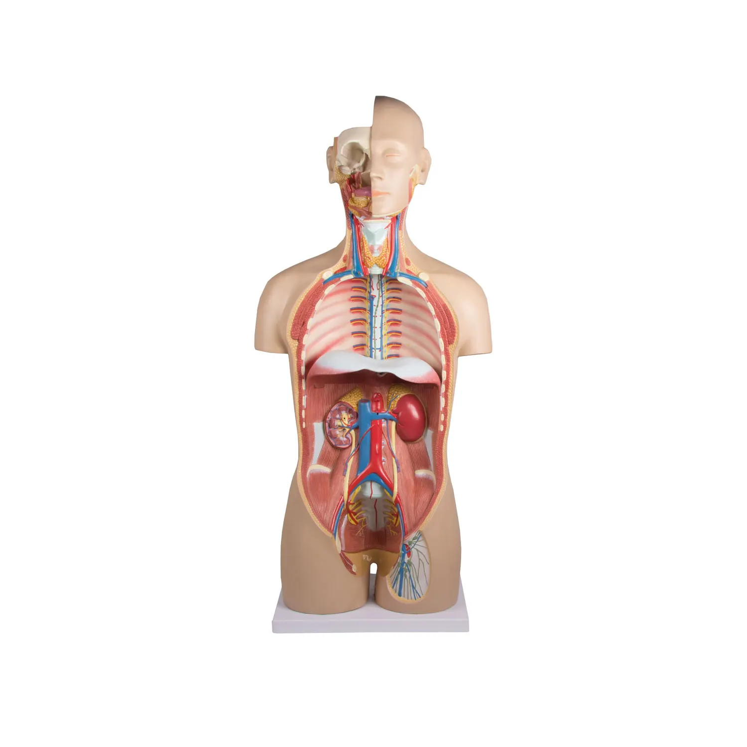 דגם טורסו אנטומי עם גב פתוח 27 חלקים (Open Back Torso) – תמונה 2