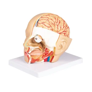 דגם ראש אנטומי 4 חלקים עם Augmented Reality