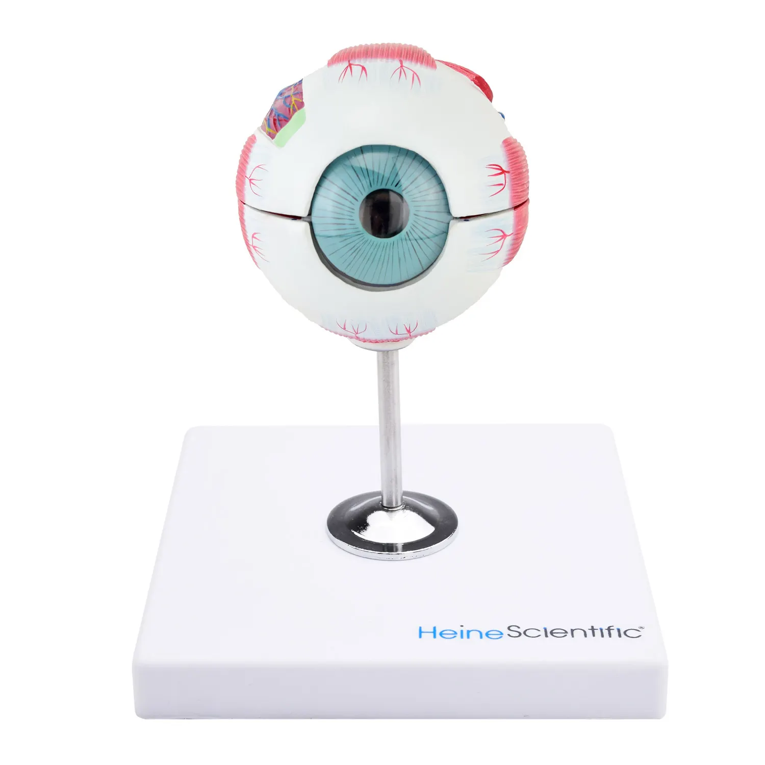 דגם עין אנטומי פריק 6 חלקים - הגדלה פי 3 Anatomical Eye Model
