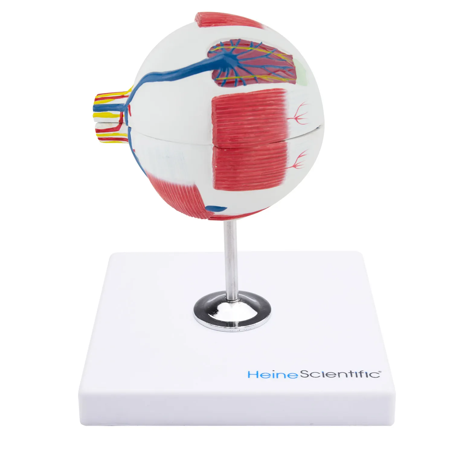 דגם עין אנטומי פריק 6 חלקים - הגדלה פי 3 Anatomical Eye Model – תמונה 2