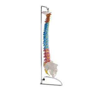 דגם עמוד שדרה דידקטי עם אגן - Didactic Spine Model