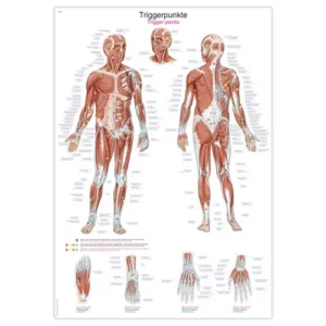 לוח לימוד נקודות טריגר - Trigger Points Chart Erler-Zimmer