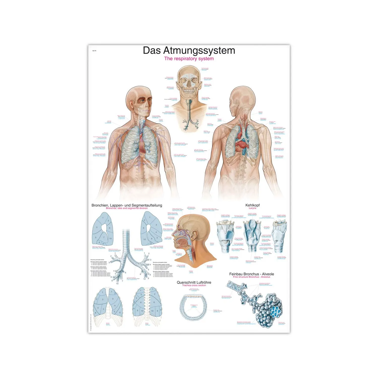 לוח לימוד מערכת הנשימה Respiratory System (70x100 ס"מ)