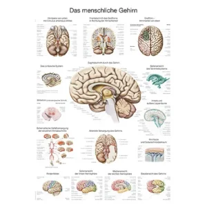 פוסטר אנטומיה - המוח (Brain Anatomy Chart)