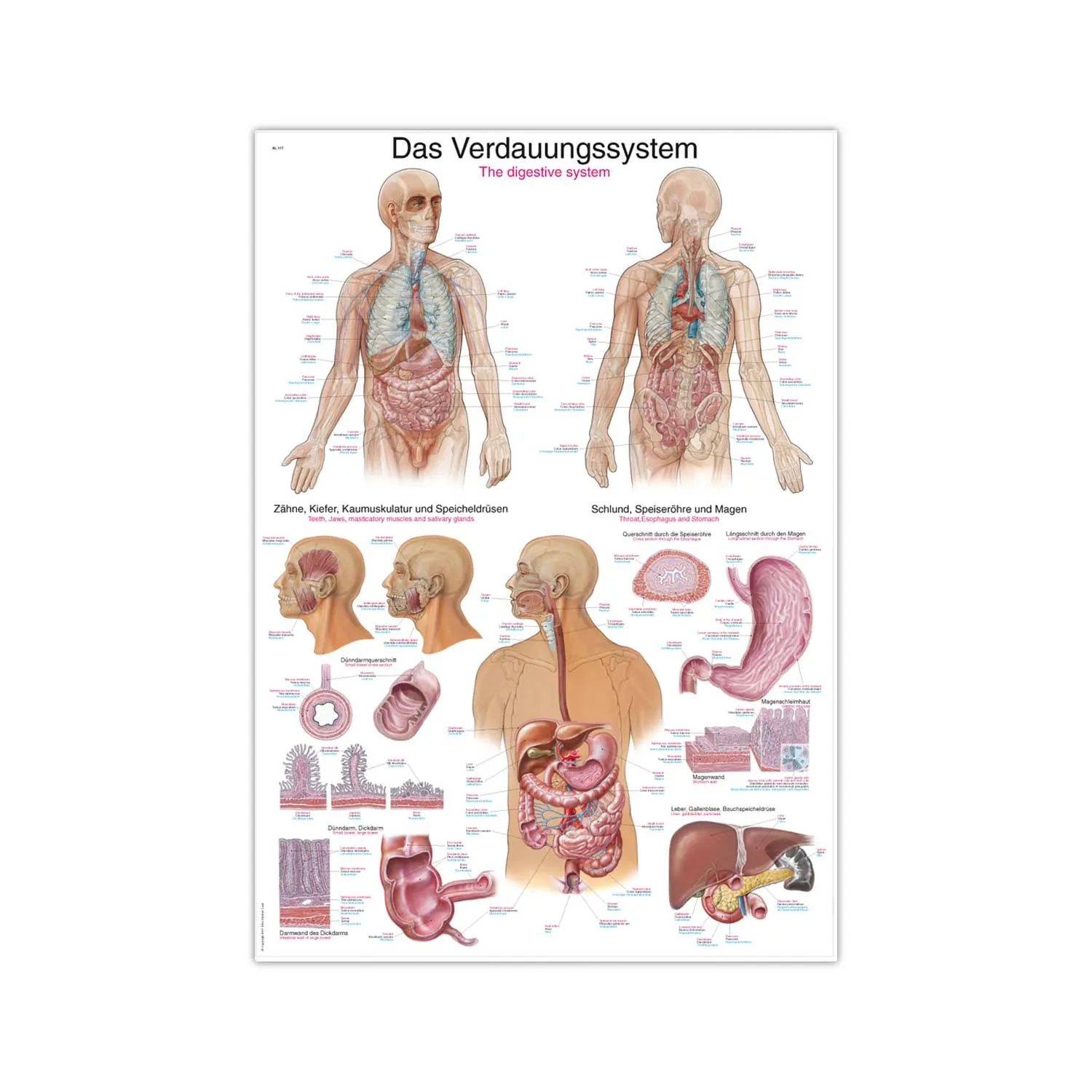 לוח לימודי מערכת העיכול – The Digestion (70x100 cm)