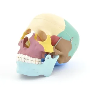 דגם גולגולת אנטומי צבעוני (Didactic Skull Model)