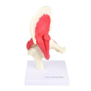 דגם מפרק ירך עם שרירים ורצועות - Hip Joint Model