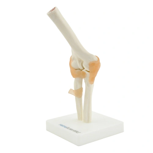 דגם מפרק מרפק עם רצועות Elbow Model HeineScientific - תמונה 3