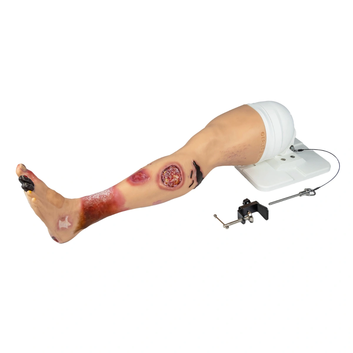 דגם רגל אנטומי Lena Leg - סימולציה ומחלות כלי דם
